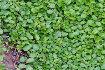 Vibrant Heartleaf Drymaria Drymaria cordata groundcover creating a lush green carpet of natural texture and fresh foliage perfect for tranquil backgrounds
