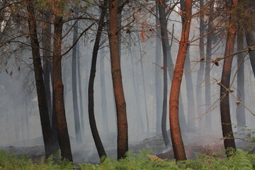 Work to extinguish a forest fire