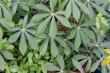 Obraz premium Lush Green Cassava Manihot esculenta Leaves Creating a Vibrant Natural Background for Agricultural and Botanical Themes