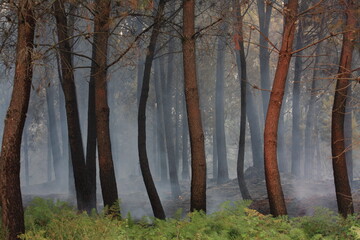 Work to extinguish a forest fire
