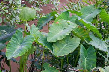 Obraz premium Lush Tropical Elephant Ear Plants Colocasia esculenta Growing Abundantly in a Verdant Botanical Garden Displaying Vibrant Green Foliage
