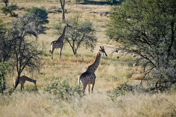 Giraffes in the savannah