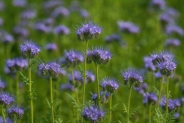 Delicate blooms of the lacy phacelia plant