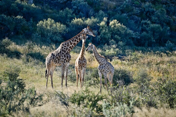 Three Giraffes in the savannah