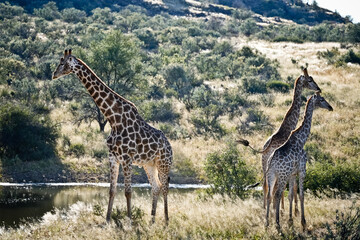 Three giraffes standing at the waterhole