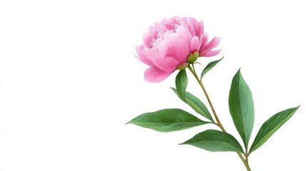 Delicate pink peony exudes springtime renewal, symbolizing Hanami celebration and whispering tales of Victorian floriography secrets