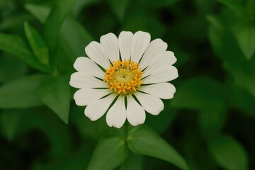 Vibrant Blossoms with Pollen Stamen and Lush Foliage in a Garden Setting
