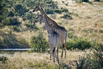 A pair of giraffes in the savannah
