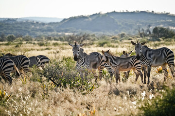 Naklejka premium Herd of zebras standing in the savannah