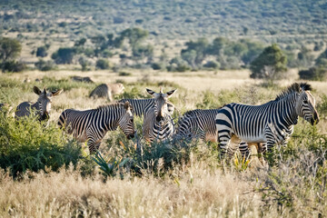 Fototapeta premium Herd of zebras standing in the savannah