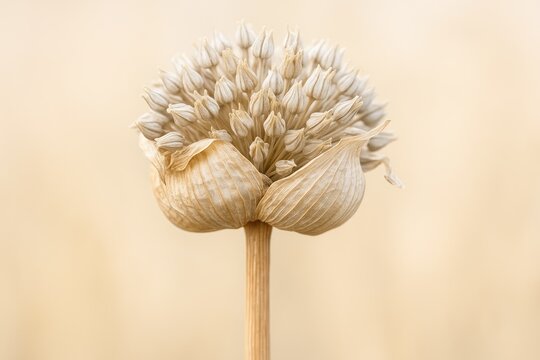 Close-up of a dry garlic stalk in macro photography