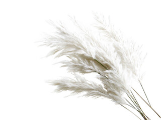 Elegant white pampas grass bouquet transparent background png cutout natural decor studio view floral concept