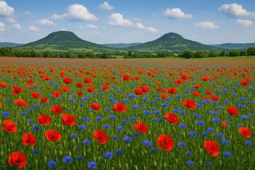 Vibrant flower meadows featuring poppies and cornflowers in the scenic uplands region