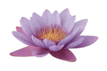 Purple lotus blossom unfurls gracefully, symbolizing renewal and tranquility, perfect for Vesak Day and Hanami festivals