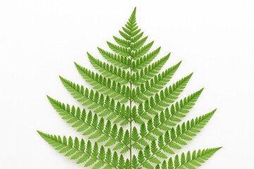 Single fern leaf on a plain white background