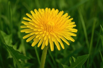 Close-up of a yellow flower from the Taraxacum genus, showcasing its role in supporting pollinators with pollen and nectar