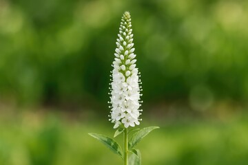 Fototapeta premium Elegant white elongated flowerhead with delicate features