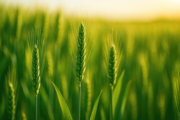 Detailed view of lush green wheat heads in a summer harvest scene
