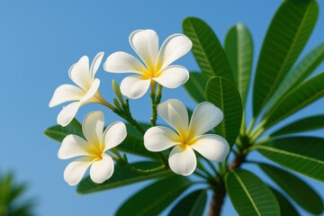 Fototapeta premium Beautiful Frangipani Blossom Featuring Plumeria and Champa Flowers
