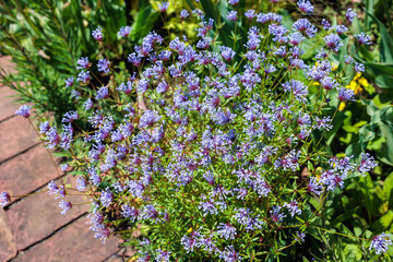 Beautiful flowers of asperula orientalis blooming in the garden in early summer.