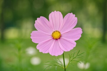 A gentle display of pink cosmos flowers highlighting the elegance and delicate nature of blooms in a garden setting.