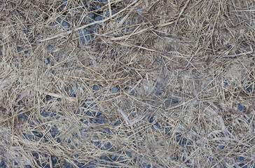 Organic Weathered Dry Grass and Straw on Rocky Ground Natural Earth Texture Pattern Ideal for Backgrounds and Design Elements