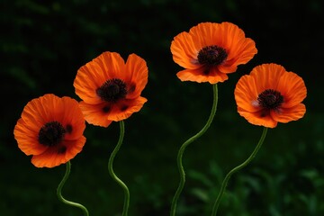Obraz premium Four vivid burnt orange poppies in full bloom in a secluded garden with lush green foliage and winding stems