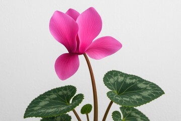 Detailed shot of a stunning pink cyclamen flower against a white background, representing gardening and floral hobby themes