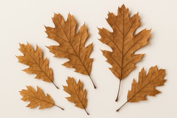Fototapeta premium Crushed oak foliage for drying purposes
