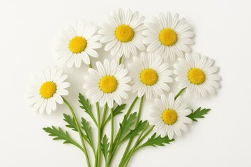 Obraz premium White background with a bouquet of daisy flowers