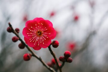 Detailed view of a winter plum blossom