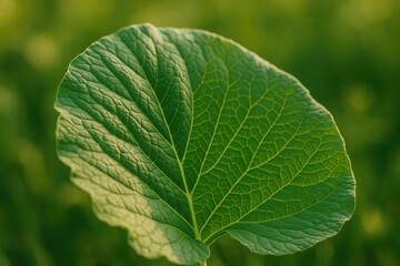 Obraz premium Close-up of a burdock plant showcasing its large green leaf texture