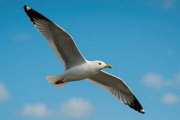 A bird soaring through the open sky