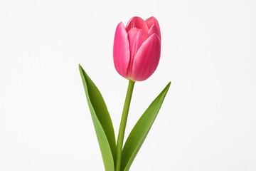Naklejka premium Vivid Tulip Blossom Against a Pure White Backdrop
