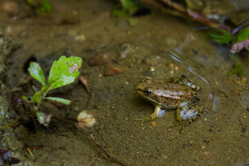Small Frog Camouflaged in Muddy Pond Water