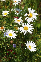 Fototapeta premium daisies in a garden