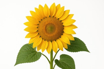 Obraz premium Stunning sunflower with green leaves against a plain white backdrop