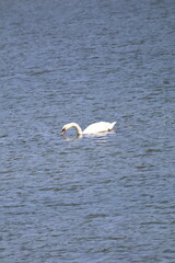 white swan in flight