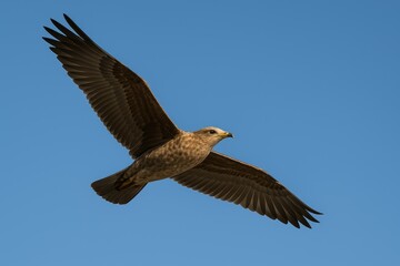 Fototapeta premium Skyward Bird in Flight