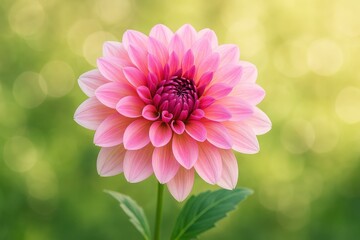 Fototapeta premium Elegant pink and dark pink Dahlia with soft bokeh backdrop