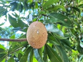 A single sapodilla fruit hanging from a tree branch, showing white sap drips on its skin