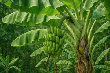 Obraz premium Tropical plant known for its fruit