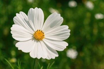 Obraz premium Stunning white blossom blooming in the outdoor garden