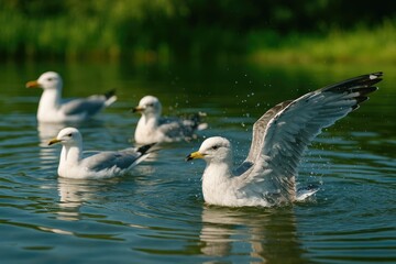 Fototapeta premium Close-up of seagulls bathing in a pond's water with selective focus