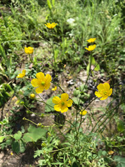 colorful wild flowers background, nature photo