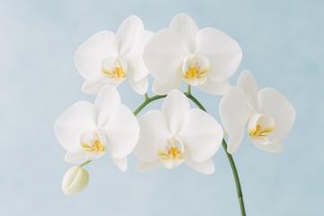 Obraz premium Elegant white orchid against a vibrant blue backdrop. Natural beauty and floral artistry. Delicate and luminous presentation.