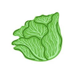 Green lettuce. Healthy food, salad ingredients, or vegetarian design themes. Hand drawn vector illustration
