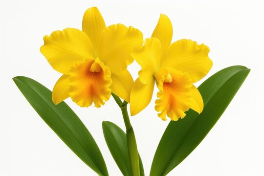 Vibrant yellow cattleya orchid blooms against a plain white backdrop