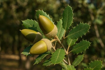 Detailed close-up of holm-oak acorns and foliage