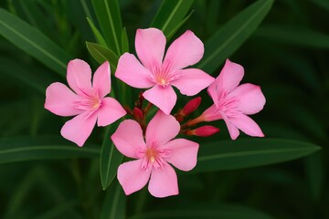 Detailed view of a pink Oleander blossom with green foliage in the background. Part of the dogbane family Apocynaceae, showcasing small, blooming pink flowers in a natural setting.